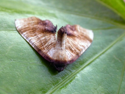 scorched wing (Plagodis dolabraria) Kenneth Noble